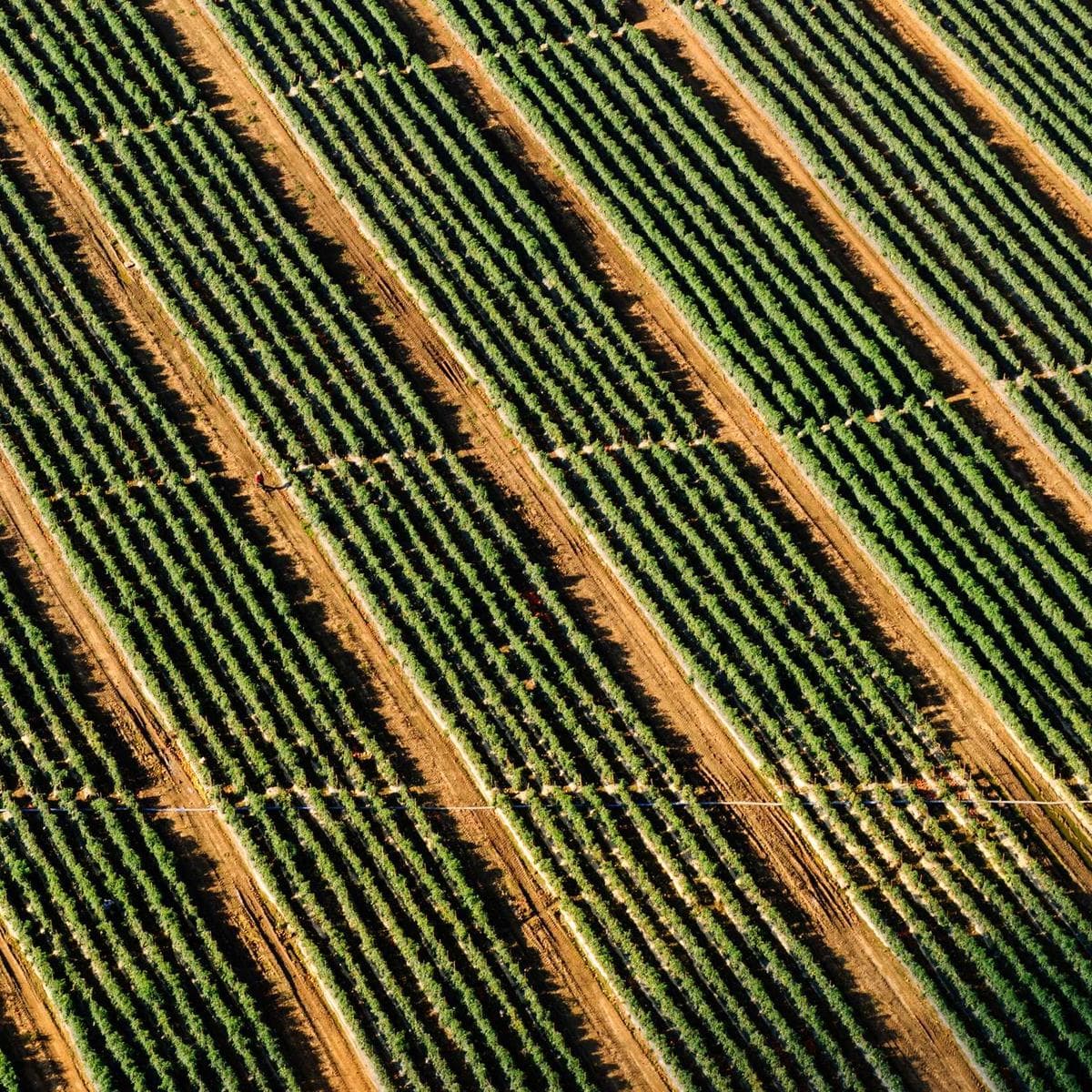 Antique Rose Terracotta