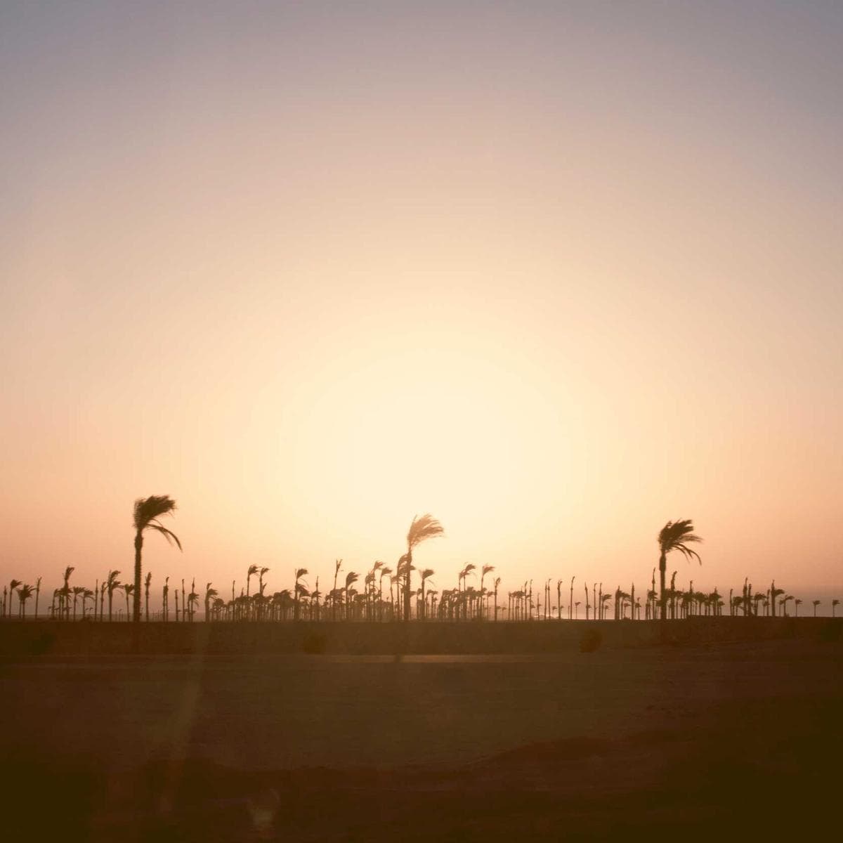 Calacatta Gold Marble