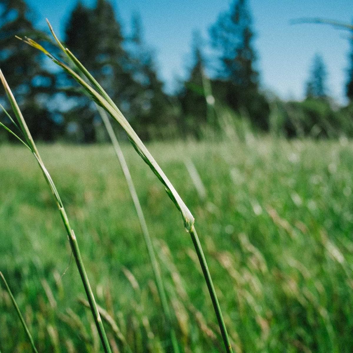 Fish-Scale Teal Mosaic image 2