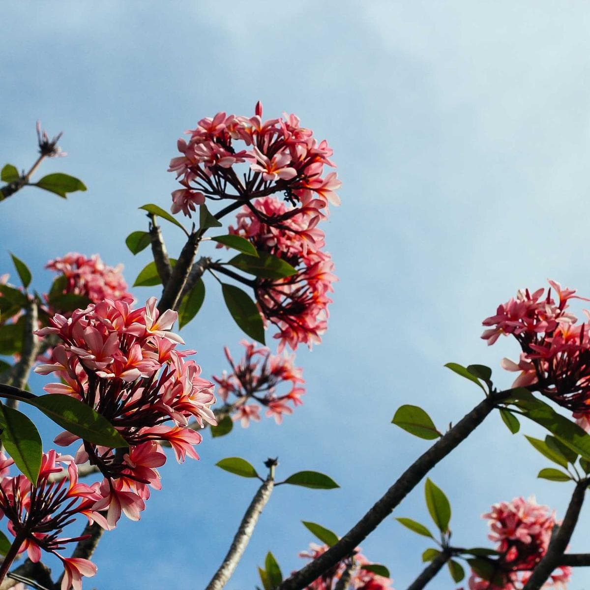 Nordic Ash Plank image 3