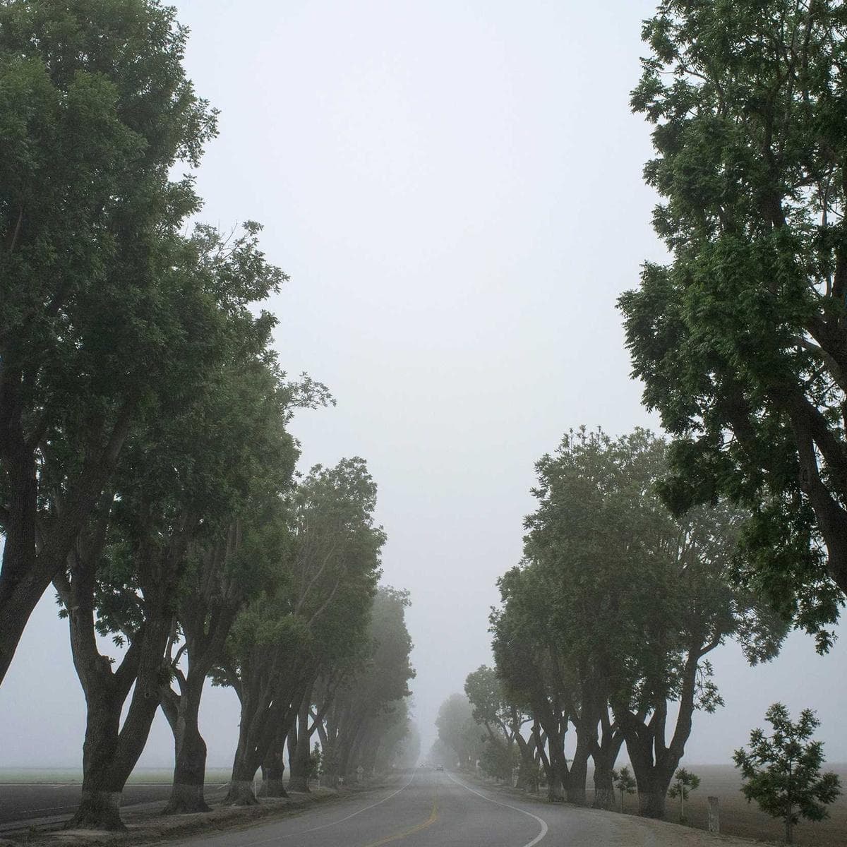 Oak Honey Plank image 2