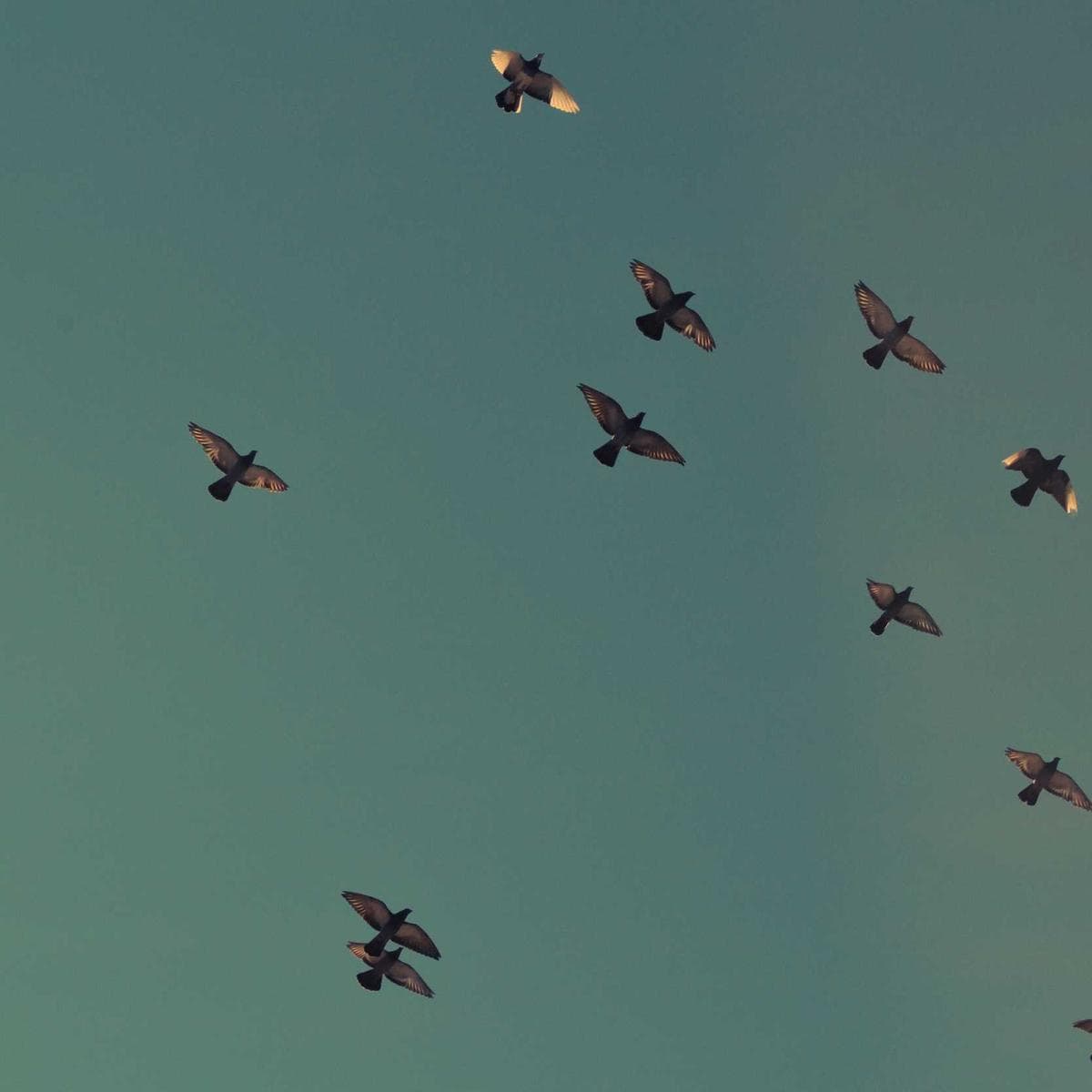 Sienna Square Terracotta image 3