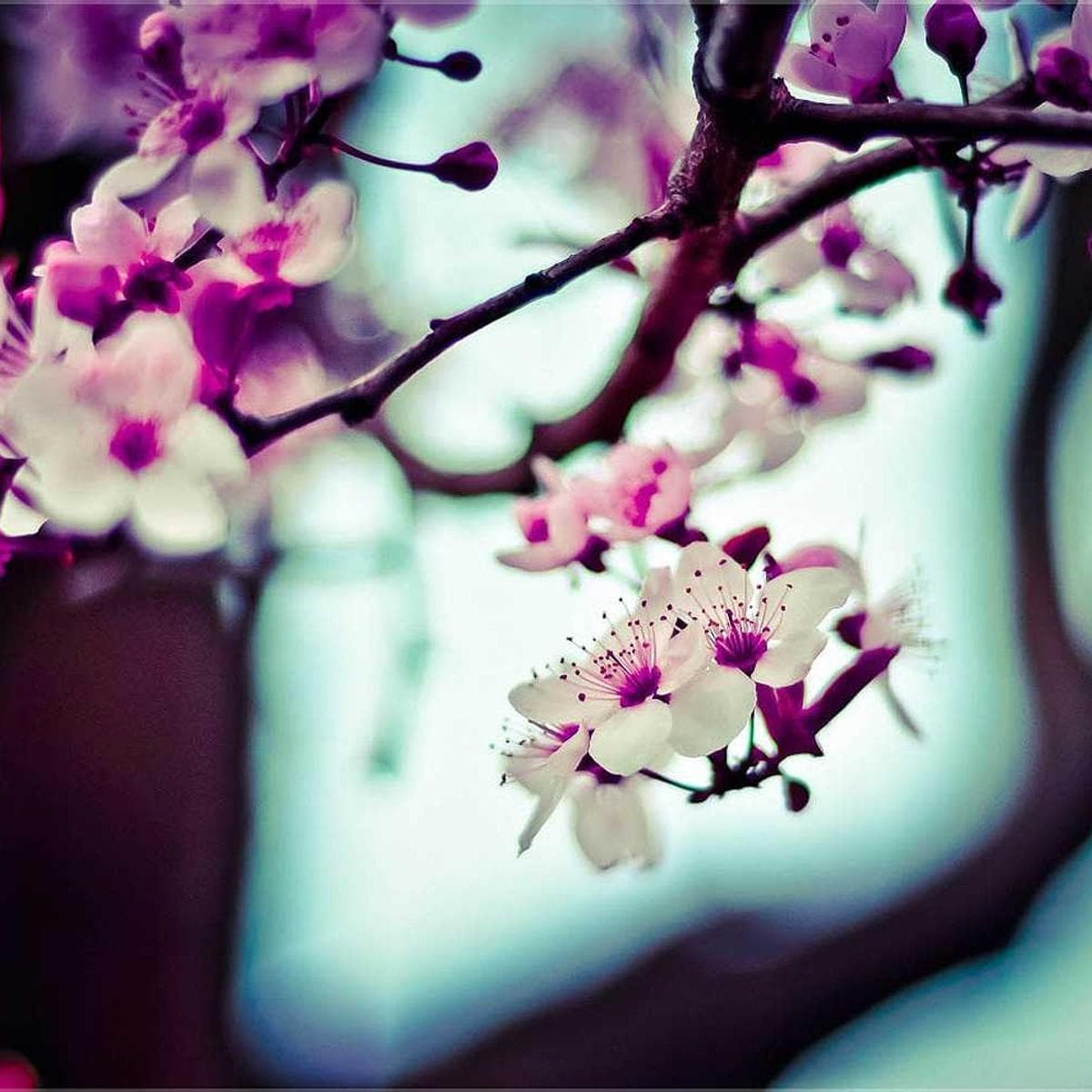 Umbria Ember Terracotta image 3